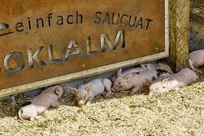 Kleine Schweine liegen im Stroh im Hexenwasser.