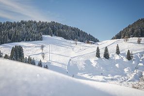 Perfekt präparierte Skipisten in einer verschneiten Winterlandschaft der SkiWelt Wilder Kaiser-Brixental, umgeben von dichten Tannenwäldern und strahlend blauem Himmel.