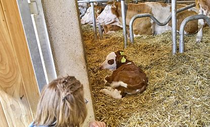 Zwei Kinder beobachten ein Kalb bei der Stöckalm im Hexenwasser in Söll, im Hintergrund sind noch weitere Kühe zu sehen