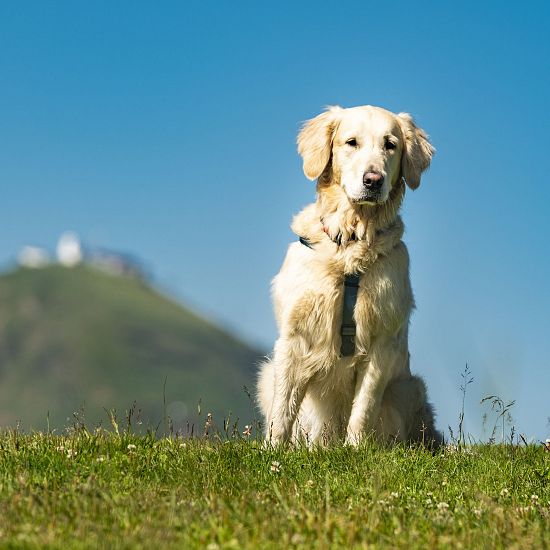 Golden Retriever sitzt auf grüner Almwiese nahe Tanzbodensee mit Hoher Salve im Hintergrund