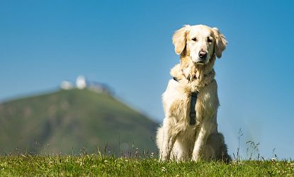 Golden Retriever sitzt auf grüner Almwiese nahe Tanzbodensee mit Hoher Salve im Hintergrund
